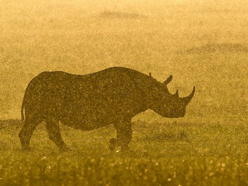 60 - rhinoceros - BOLLE PHILIPPE - france.jpg